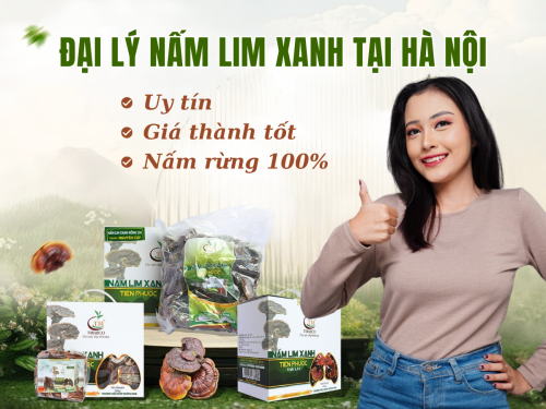 Địa chỉ bán nấm Lim Xanh Hà Nội: Chuẩn nấm rừng tự nhiên 100% - Giá hợp lý - Giao tận nơi